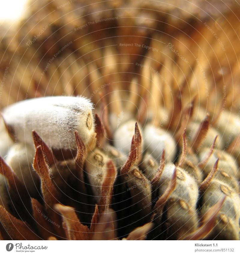 Wenn im Herbst die Sonne welkt Pflanze Blume verblüht dehydrieren alt neu Tod Wiedergeburt Samen Sonnenkinder Hülle Sonnenblume Sonnenblumenkern vertrocknet