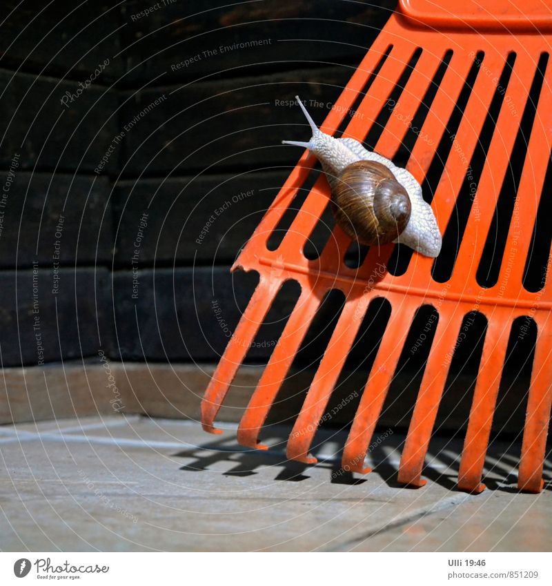 Name:Screeny. Beruf: Schnecke. Kosename: ? Garten Klettern Bergsteigen Erde Sommer Regen Gewitter Blitze Mauer Wand Terrasse Tier Weinbergschnecken 1 Stein Holz