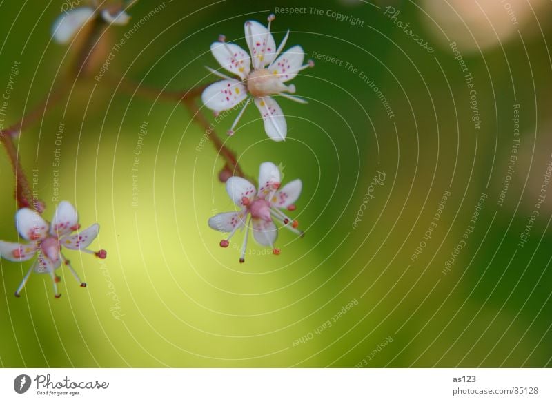 zarte blueten Blume Blüte klein winzig rosa rot grün Makroaufnahme Sommer Kunstwerk Nahaufnahme Punkt Garten Natur