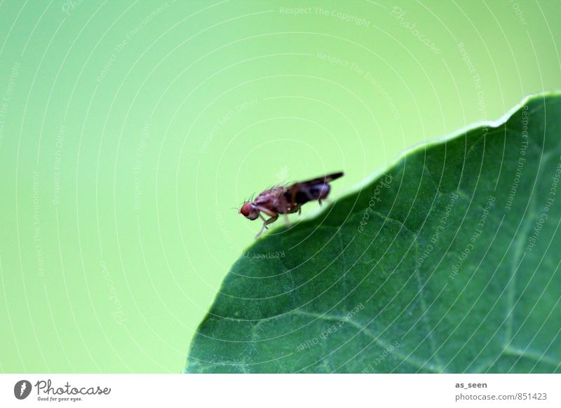 Balanceakt Garten Umwelt Natur Pflanze Tier Blatt Fliege 1 berühren hocken krabbeln ästhetisch hell grün Frühlingsgefühle bizarr Design ruhig Fliegenbeine