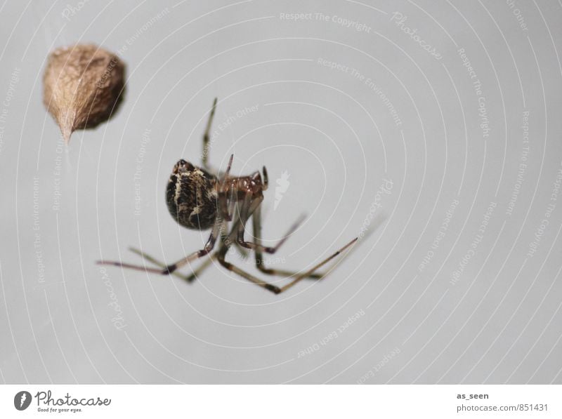 Auf der Lauer Halloween Natur Tier Herbst Spinne 1 Netz Netzwerk berühren Bewegung füttern hängen Jagd Aggression ästhetisch authentisch außergewöhnlich