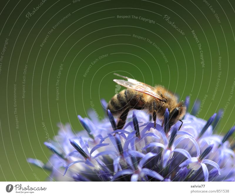 Emsig Leben Duft Umwelt Natur Pflanze Tier Sommer Blüte Wildpflanze Garten Nutztier Biene Blühend genießen krabbeln Liebe ästhetisch klein lecker natürlich süß