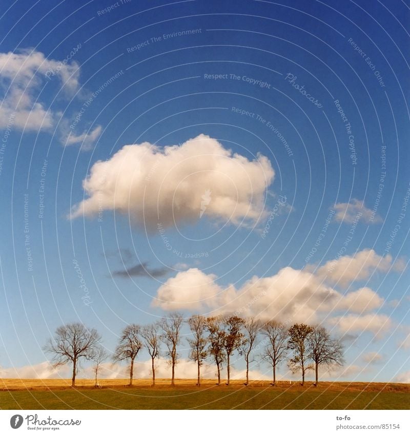 Baumgrüppchen Wäldchen Allee Herbst ruhig Feld Wohngemeinschaft Zusammensein Wolken schön Himmel mehrere Wetter Schönes Wetter baugruppe horde chaussee