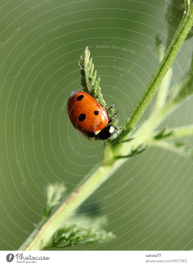 Pause Umwelt Natur Pflanze Tier Frühling Sommer Blatt Wildpflanze Wiese Wildtier Käfer 1 krabbeln klein natürlich grün rot ruhig Glaube Religion & Glaube Glück