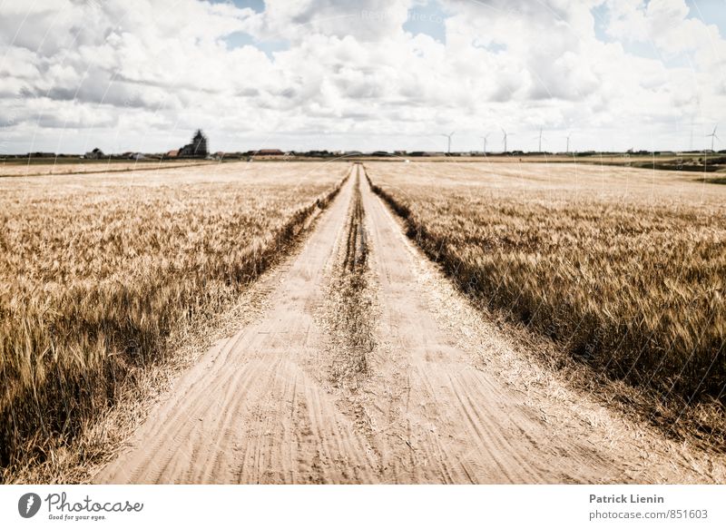 Kornfeld in Dänemark Umwelt Natur Landschaft Urelemente Erde Himmel Wolken Schönes Wetter Pflanze Nutzpflanze Feld Abenteuer Einsamkeit einzigartig Gesundheit