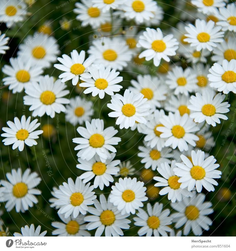 gleich & gleich... Natur Pflanze Blume Blüte Gänseblümchen Blühend Wachstum ästhetisch schön niedlich gelb weiß viele Frühlingsgefühle Frühlingsblume