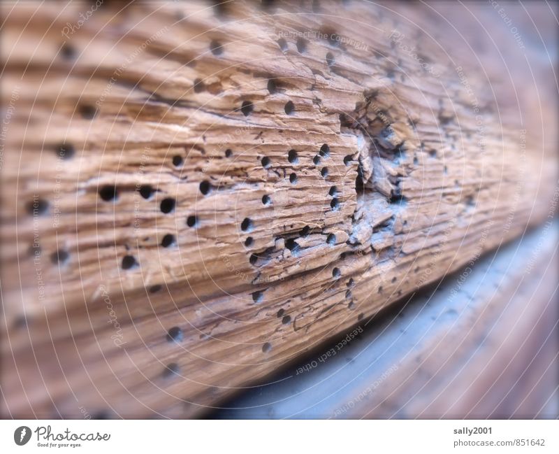 Der Wurm drin... Mauer Wand holzwurm Wurmloch alt kaputt trocken braun Nostalgie Verfall Vergänglichkeit Zerstörung Holzbrett Loch durchlöchert Fressen Balken