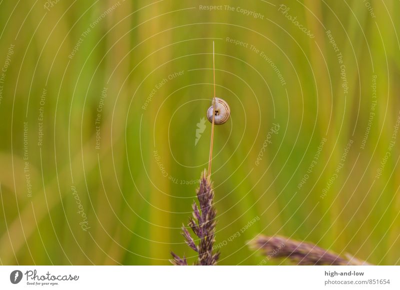 free climbing Natur Tier Sommer Schönes Wetter Wärme Gras Wildpflanze Wiese Schnecke 1 weich braun gelb grün Abenteuer ästhetisch Einsamkeit Farbfoto