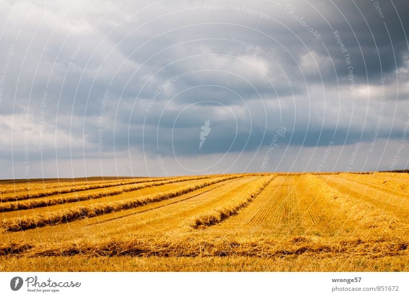 Aufziehendes Wetter Landschaft Himmel Wolken Gewitterwolken Horizont Sommer schlechtes Wetter Unwetter Nutzpflanze Getreide Getreidefeld Feld bedrohlich dunkel