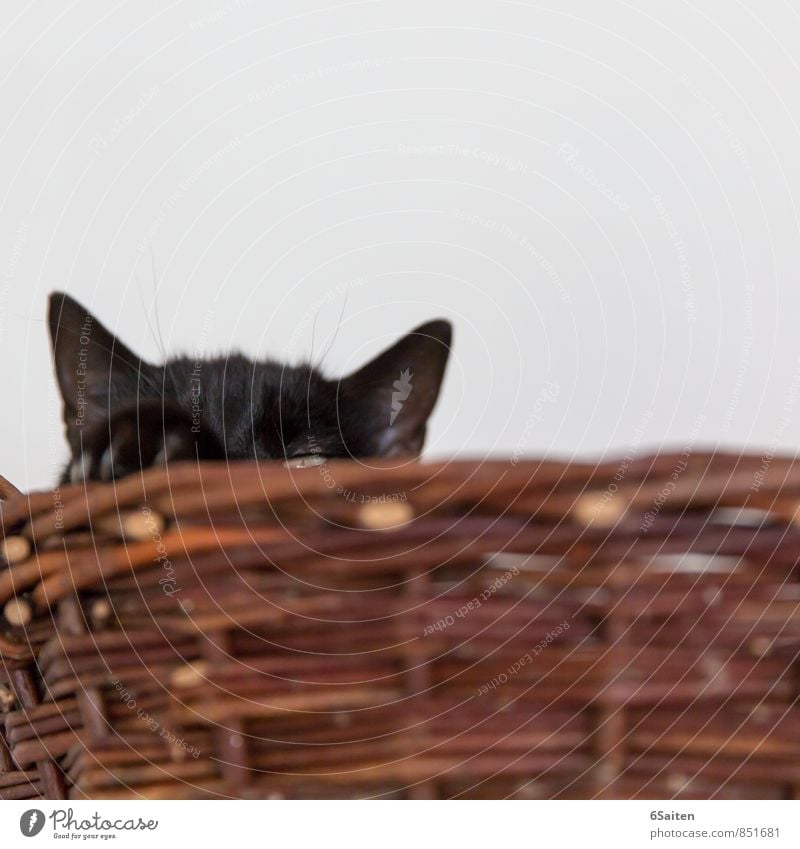 Burgherrin Tier Haustier Katze Tiergesicht Krallen Pfote Katzenohr 1 beobachten hören liegen Blick träumen Häusliches Leben Zufriedenheit Kraft Wachsamkeit