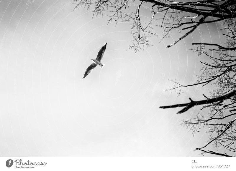 fliegen Umwelt Natur Landschaft Himmel Klima Baum Tier Vogel Flügel 1 frei Unendlichkeit Freiheit Ziel Zukunft Ast Schwarzweißfoto Außenaufnahme Menschenleer