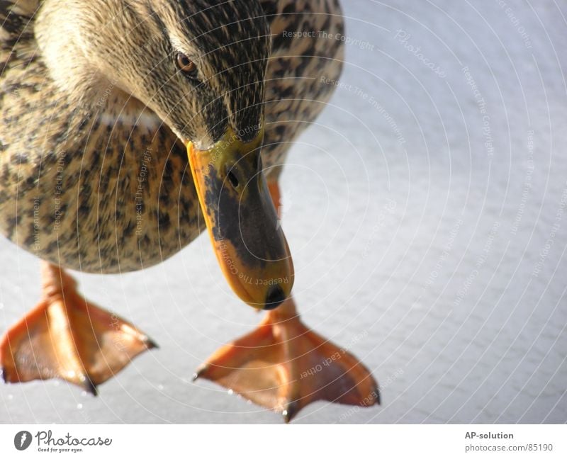 Ente Schnabel Tier Vogel watscheln See Federvieh Erpel Quaken Entenküken Gewässer Trauer Schüchternheit duck Nahaufnahme oranher schnabel Eis Natur ferder