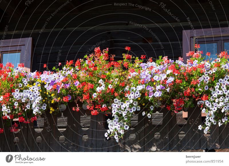 Blumen vor der Hütte Haus schön Klischee braun rot weiß Balkon Bayern Blumenschmuck Blumenkasten Petunie Pelargonie Menschenleer Sommer Oberbayern Geländer