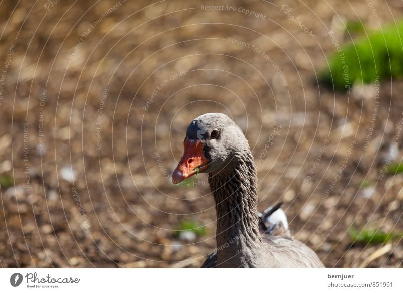 duck face Tier Nutztier 1 braun Geflügel Ente Gans Vogel Menschenleer bokey Erde Schnabel Farbfoto Gedeckte Farben Außenaufnahme Textfreiraum oben Tag