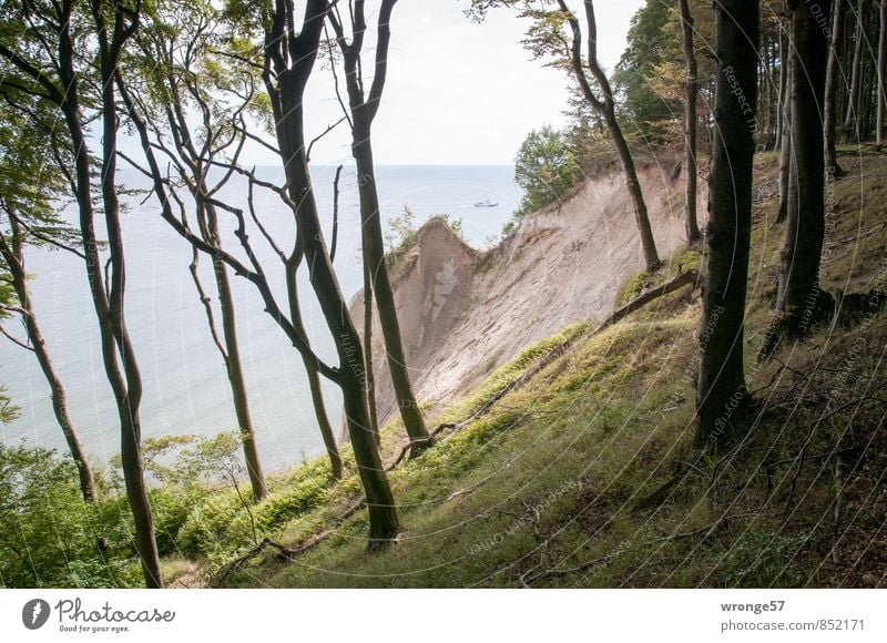 Fragment II Ferien & Urlaub & Reisen Ferne Natur Landschaft Pflanze Horizont Sommer Baum Gras Küste Ostsee Kreidefelsen Klippe blau braun grün Kreideküste