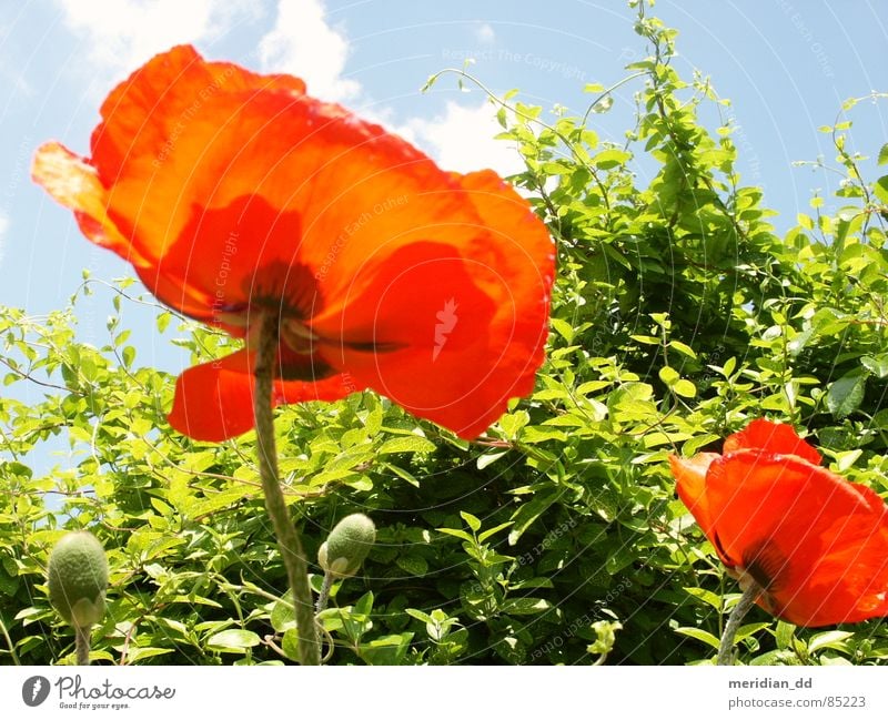 Mohnblume Blume rot grün Wolken harmonisch Freude Sommer blau Schönes Wetter Natur Himmel Kontrast