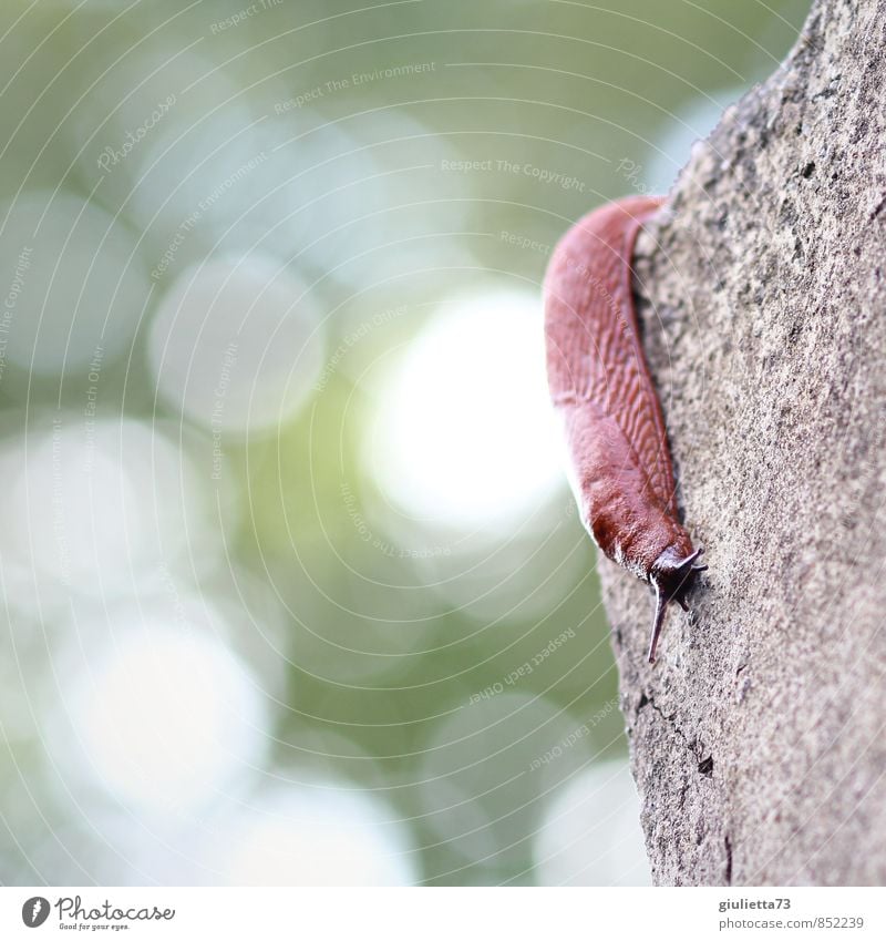 ...ab jetzt gehts abwärts Tier Schnecke Nacktschnecken Wegschnecke 1 Stein Beton Ekel nackt nass schleimig weich braun ruhig Tiergesicht Schleimer krabbeln