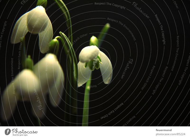 Die Glöckchen Schneeglöckchen Frühling aufwachen Pflanze Glocke Blüte grün Februar März Garten Auferstehung Frost Leben Gruselglöckchen