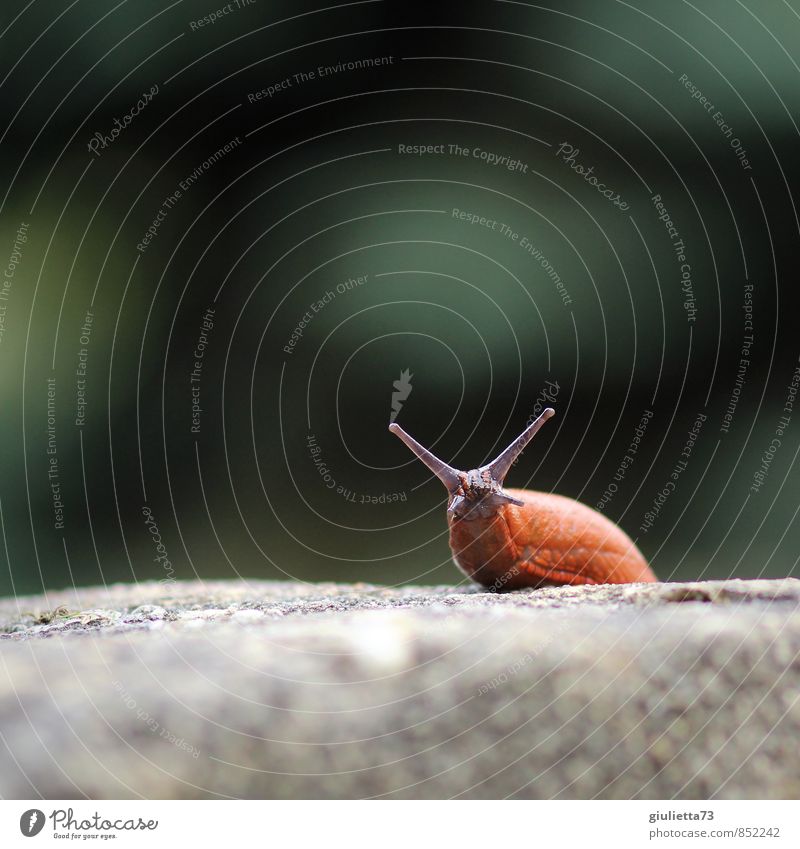 Was guggst`n so? Natur Tier Schnecke nackt Nacktschnecken Wegschnecke 1 Stein Beton beobachten krabbeln Blick Ekel schleimig braun grau grün Vorsicht