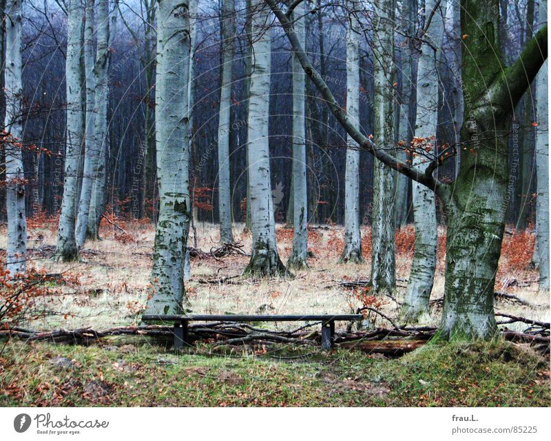 Winterwald Laubwald Wald dunkel Gras ruhig Einsamkeit Waldrand Blatt wandern Baumstamm Freizeit & Hobby Amerika Buche Bank Spaziergang