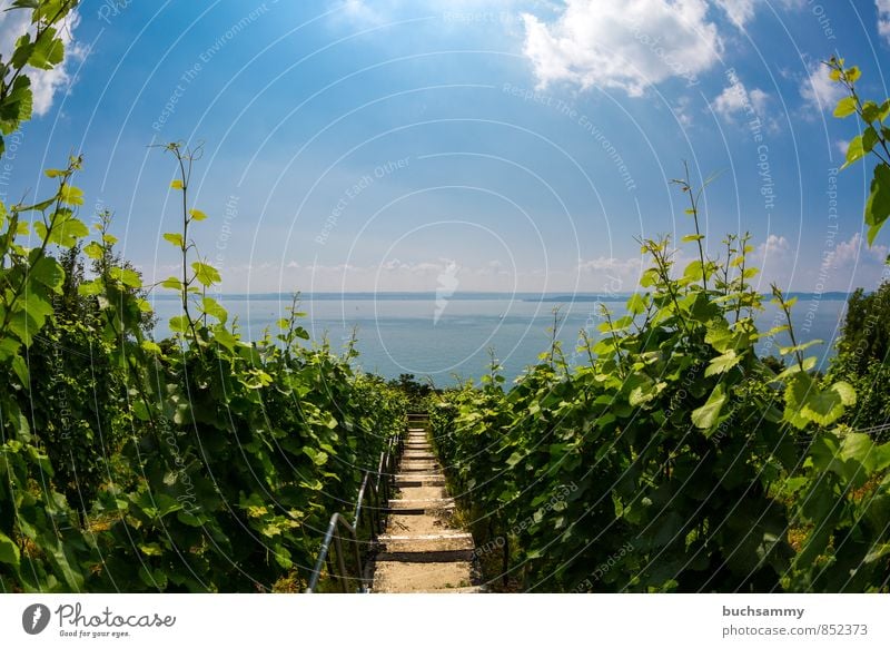 Blick auf den Bodensee von Meersburg aus Frucht Wein Ferien & Urlaub & Reisen Tourismus Ausflug Sommer Sommerurlaub Sonne Natur Landschaft Wasser Himmel Wolken