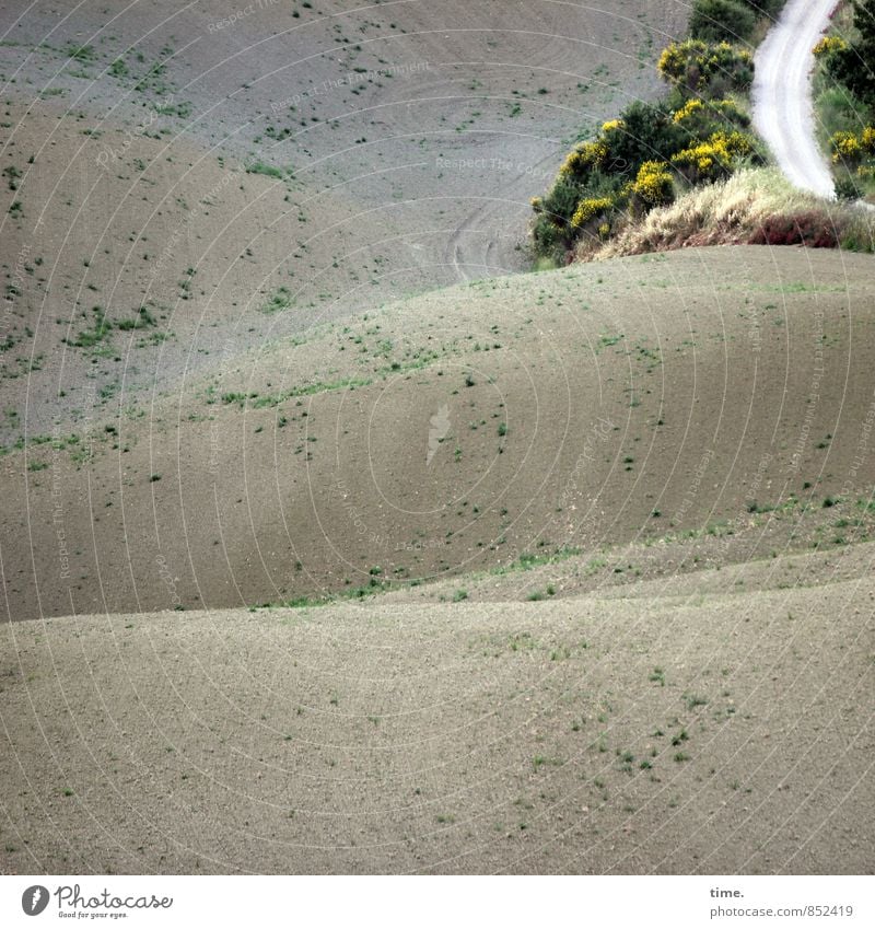 Nordkurve Landwirtschaft Forstwirtschaft Umwelt Natur Landschaft Schönes Wetter Sträucher Wildpflanze Feld Hügel Toskana Verkehr Verkehrswege Autofahren Straße