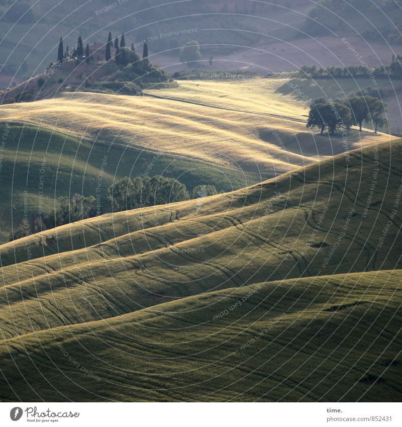 Märchenland Landwirtschaft Forstwirtschaft Umwelt Natur Landschaft Pflanze Sommer Schönes Wetter Baum Nutzpflanze Feld Hügel Wellen ästhetisch authentisch