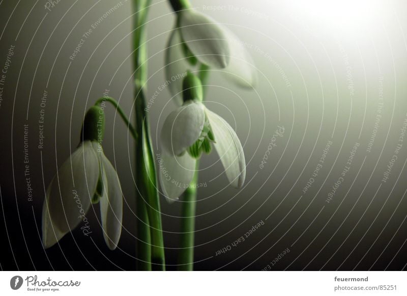 Glöckchen im Mondlicht Schneeglöckchen Frühling aufwachen Pflanze Glocke Blüte grün Februar März Garten Auferstehung Frost Leben