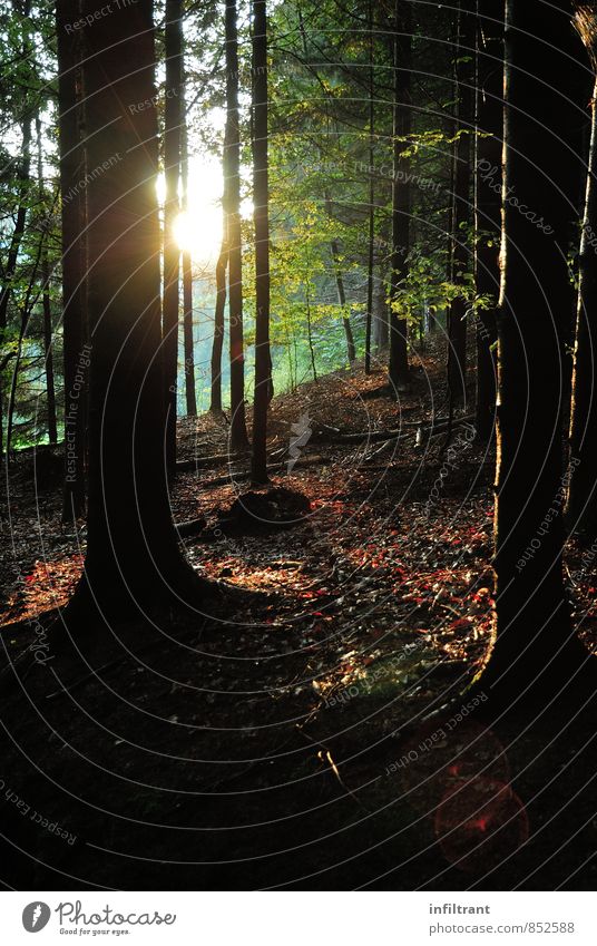 Abends im Wald Natur Landschaft Sonne Schönes Wetter Baum dunkel braun grün schwarz Einsamkeit Wachstum Farbfoto Außenaufnahme Textfreiraum unten Dämmerung