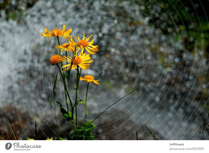 Blume am Wasserfall Natur Pflanze Sommer Blüte natürlich gelb orange Leben Reinheit Erholung Umwelt Umweltschutz Farbfoto Außenaufnahme Nahaufnahme Menschenleer