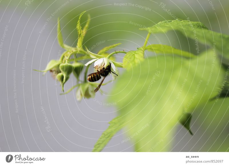 In der Blüte Garten Umwelt Natur Pflanze Tier Sommer Klima Blatt Biene Wespen Insekt 1 Fressen hängen natürlich grün schwarz weiß authentisch Leben Farbe