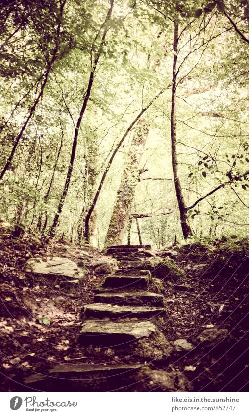 märchenwald Wohlgefühl Zufriedenheit Sinnesorgane Meditation Ausflug Umwelt Natur Landschaft Pflanze Urelemente Baum Sträucher Wald Urwald Hügel Felsen