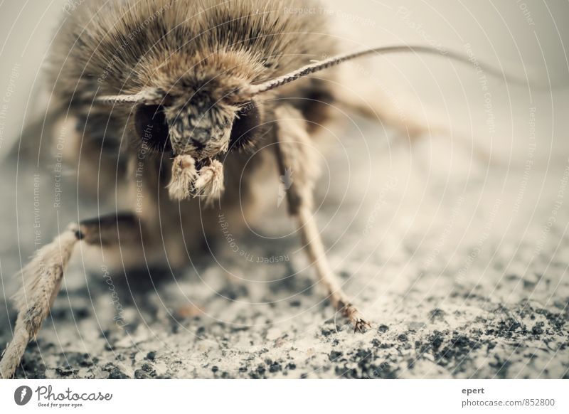 First Contact Behaarung Tier Wildtier Fell Schmetterling Motte Fühler 1 beobachten bedrohlich gruselig Natur Farbfoto Gedeckte Farben Außenaufnahme Nahaufnahme