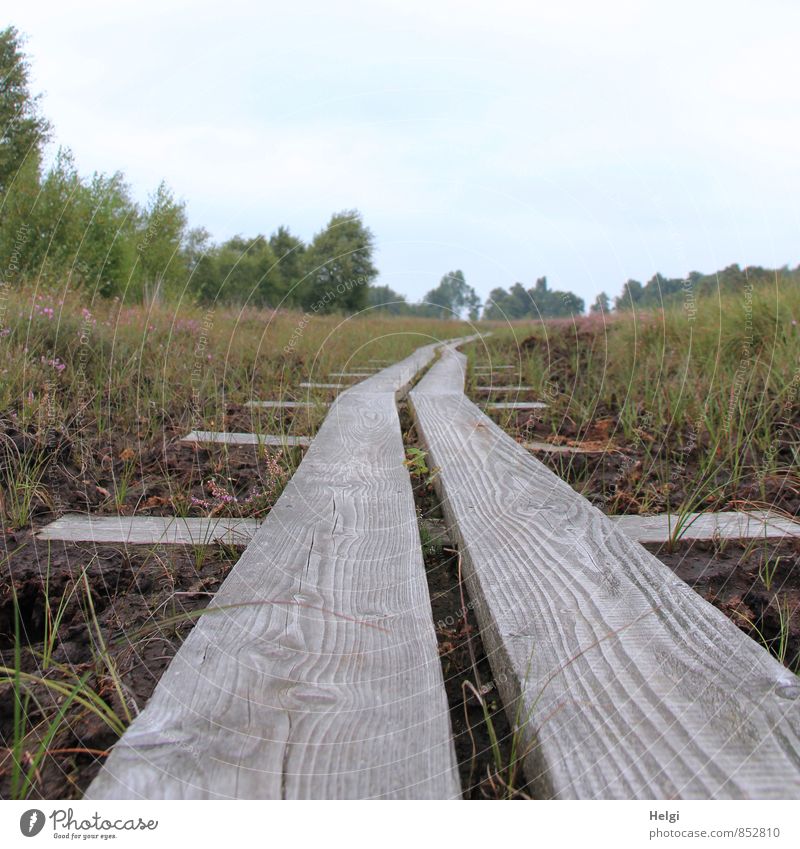 auf dem Holzweg... Umwelt Natur Landschaft Pflanze Himmel Sommer Baum Sträucher Wildpflanze Heidekrautgewächse Moor Sumpf Wege & Pfade Wachstum authentisch