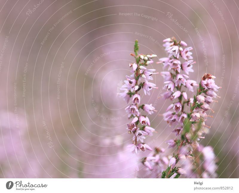 die Heide blüht.... Umwelt Natur Pflanze Sommer Schönes Wetter Blume Blüte Wildpflanze Heidekrautgewächse Bergheide Moor Sumpf Blühend stehen Wachstum