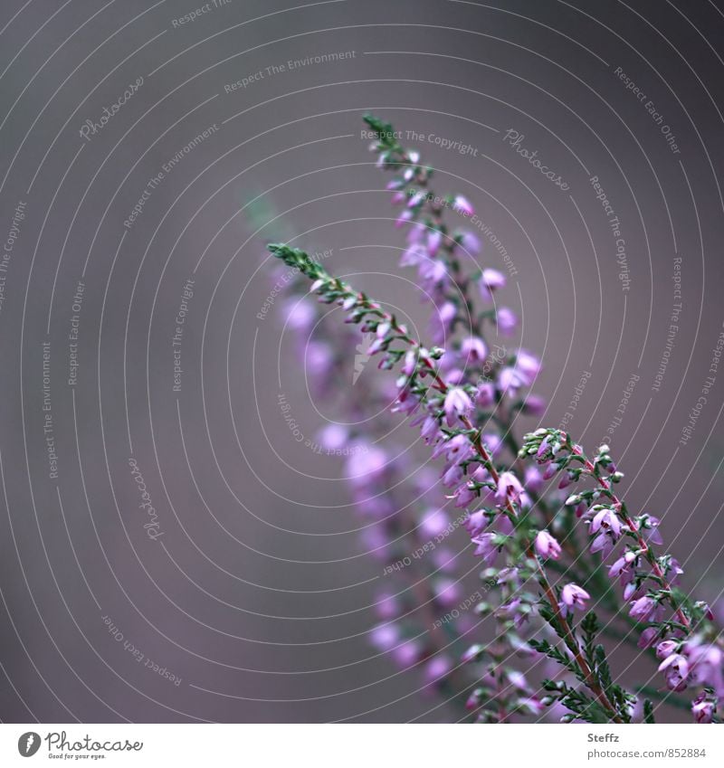 Heideblüte blühende Heide poetisch heimische Pflanzen nordische Romantik heimischer Strauch altmodisch heimische Wildpflanze nordische Wildpflanze malerisch