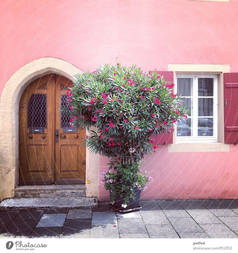 Häusliche Ansichten VIII Sommer Sträucher Blüte Grünpflanze Haus Historische Bauten Mauer Wand Fassade Fenster Tür Fensterladen Stein Holz Glas stehen