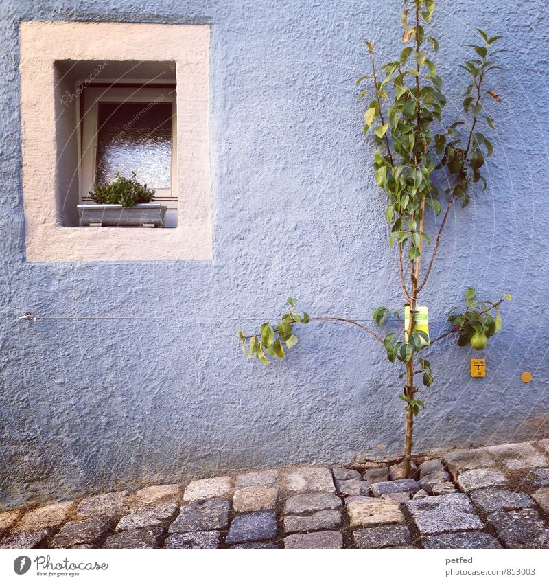 Häusliche Ansichten X Frucht Birne Sommer Pflanze Baum Grünpflanze Birnbaum Altstadt Haus Kopfsteinpflaster Mauer Wand Fassade Fenster Fenstersims Stein Glas