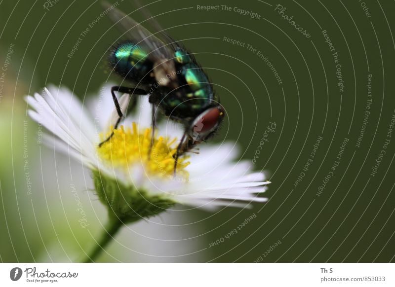 Fliege Natur Pflanze Frühling Sommer Blüte 1 Tier Blühend Duft ästhetisch authentisch elegant natürlich Frühlingsgefühle Freiheit Idylle ruhig harmonisch schön