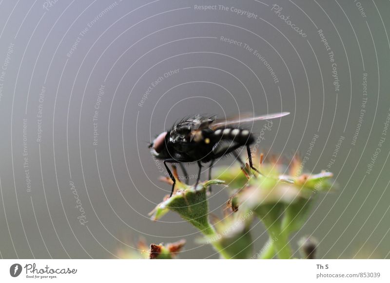 Fliege Natur Pflanze Blume 1 Tier Blühend ästhetisch authentisch elegant natürlich Frühlingsgefühle Abenteuer Gelassenheit einzigartig ruhig harmonisch schön