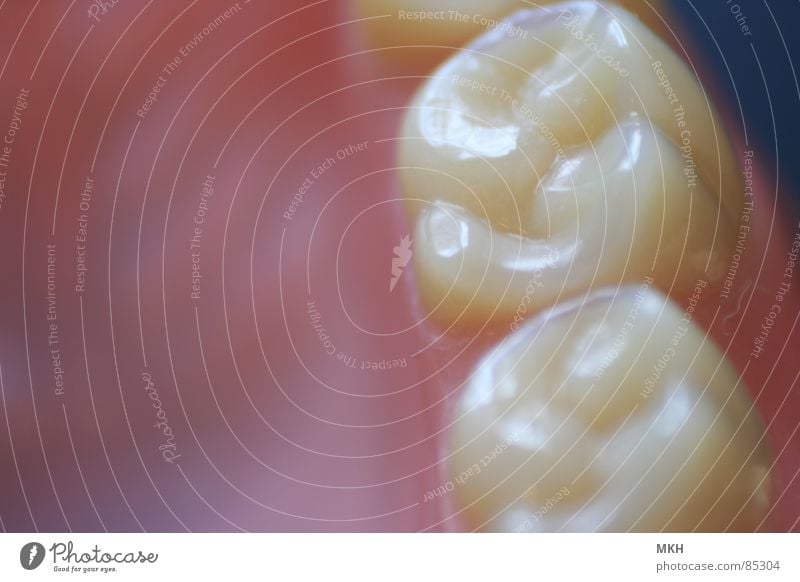 Fissurenlandschaft Prothese Zahnmedizin Zahntechniker 6 dritte Zahnarzt Zahnschmelz Makroaufnahme mündlich Zähne Zahnersatz Ernährung dental Kunstzahn zahnlos