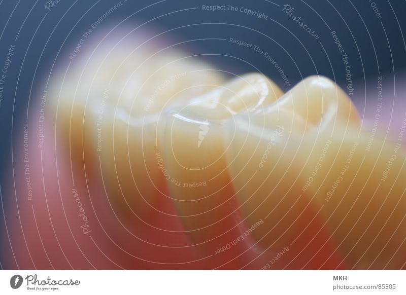 Zahnreihe Prothese Zahnarzt Zahnmedizin Zahntechnik Zahntechniker dritte Zahnschmelz Makroaufnahme mündlich Zähne Zahnersatz Ernährung dental Vollprothese