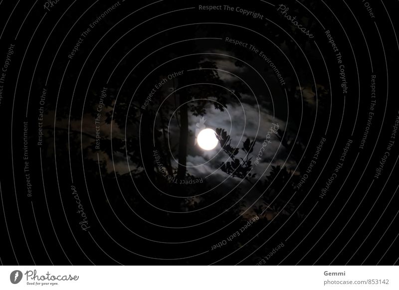 Gruselnacht Natur Landschaft Himmel Wolken Nachthimmel Mond Vollmond Sommer Garten Wald beobachten träumen Traurigkeit Ferne gruselig schwarz silber Romantik