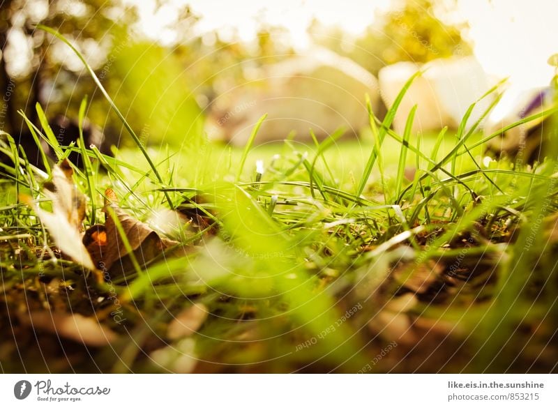 ins gras gebissen. Camping Umwelt Natur Landschaft Pflanze Urelemente Herbst Schönes Wetter Baum Gras Sträucher Blatt Garten Park Wiese natürlich grün Rasen