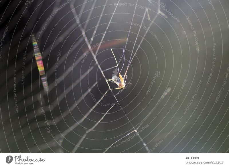 In der Falle Umwelt Natur Tier Sommer Herbst Wetter Garten Park Wiese Spinne Stechmücke Spinnennetz Netz Netzwerk Fressen glänzend hängen Jagd authentisch