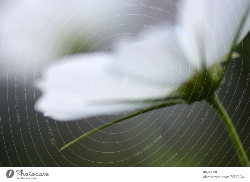 Blüte im Wind schön Körperpflege Allergie Wellness harmonisch Sinnesorgane Duft Spa Umwelt Natur Pflanze Blume Stengel Garten Wiese Blütenblatt Blühend