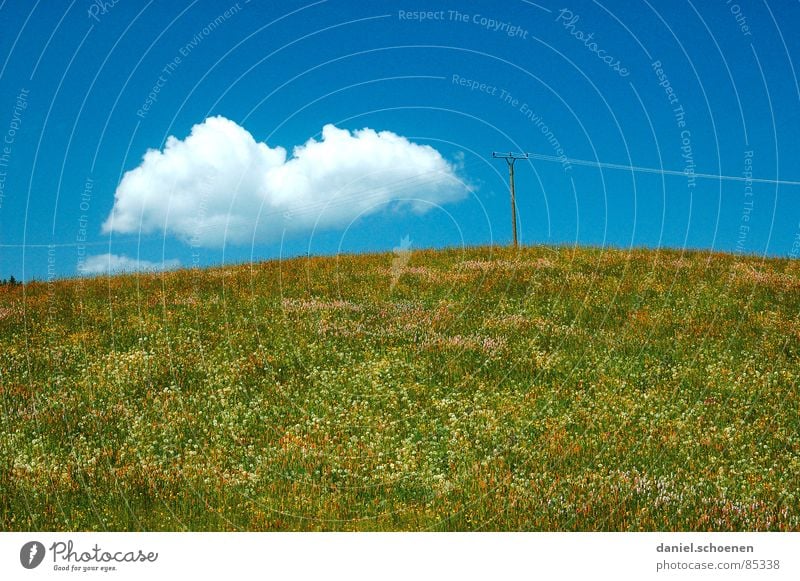 die Wolke Frühling Sommer Löwenzahn Blüte Blume Blumenwiese Freizeit & Hobby Hintergrundbild gelb grün hell-blau schön abstrakt Sonnenbad Erholung Wetter