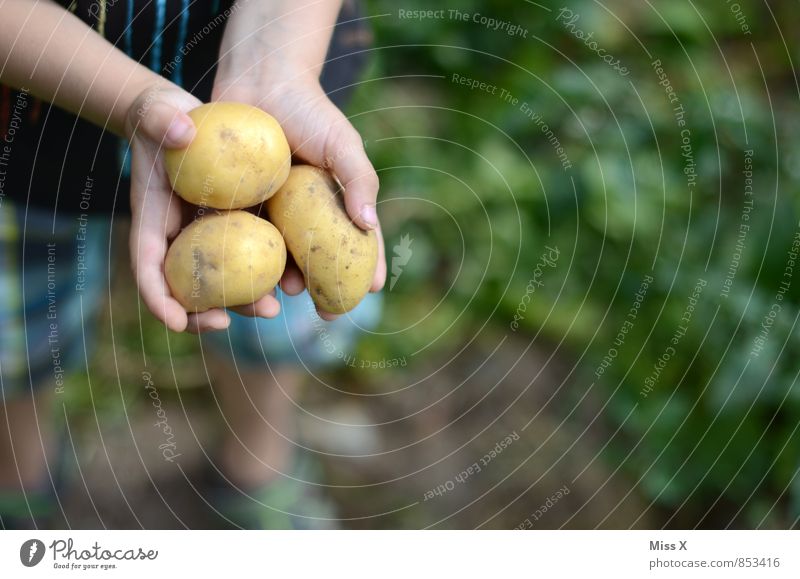 Die dümmsten Bauern ... ;-) Lebensmittel Gemüse Ernährung Bioprodukte Vegetarische Ernährung Gartenarbeit Mensch Kind Hand Finger 1 Herbst Pflanze Feld frisch