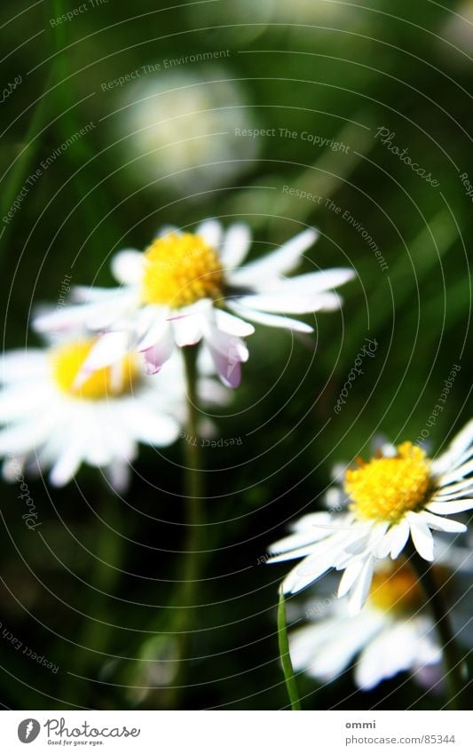 Gänseblümsche Pflanze Blume Gras Blüte Wiese einfach schön klein niedlich gelb grün weiß Glück Reinheit Natur Gänseblümchen Rasen Farbfoto Außenaufnahme