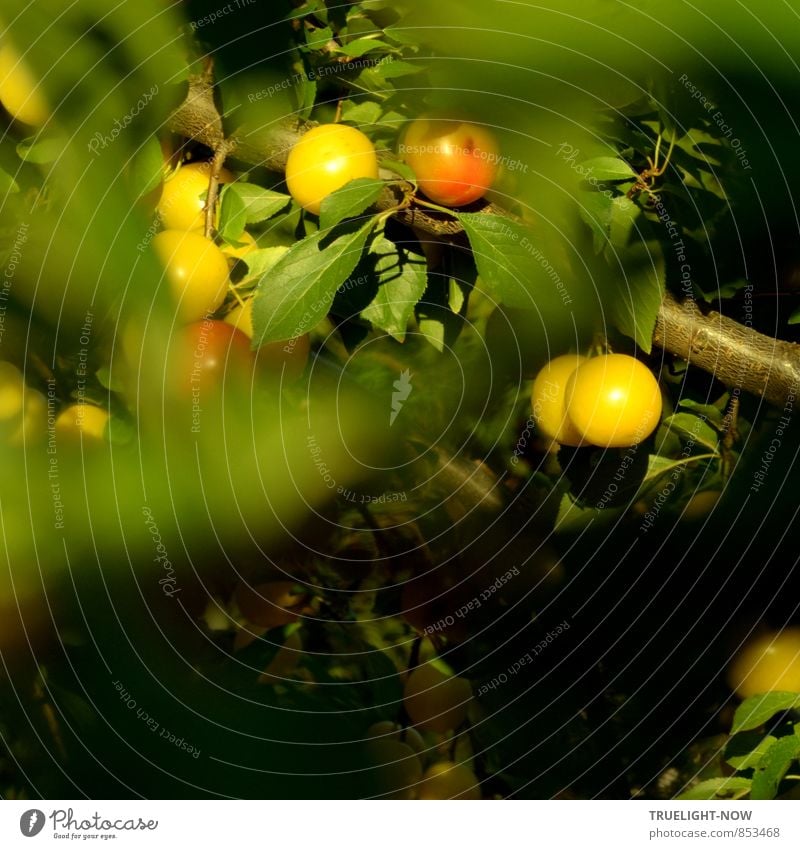 Süß. Ganz ohne Zucker... Natur Sommer Schönes Wetter Baum Blatt Grünpflanze Nutzpflanze Obstbaum Mirabelle Früchte Zweig Garten Essen genießen hängen frisch